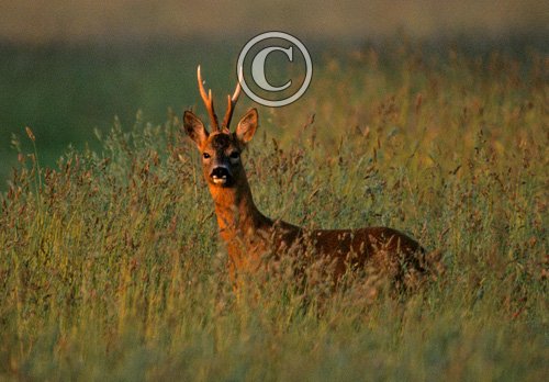 Roe Deer Buck DM0689